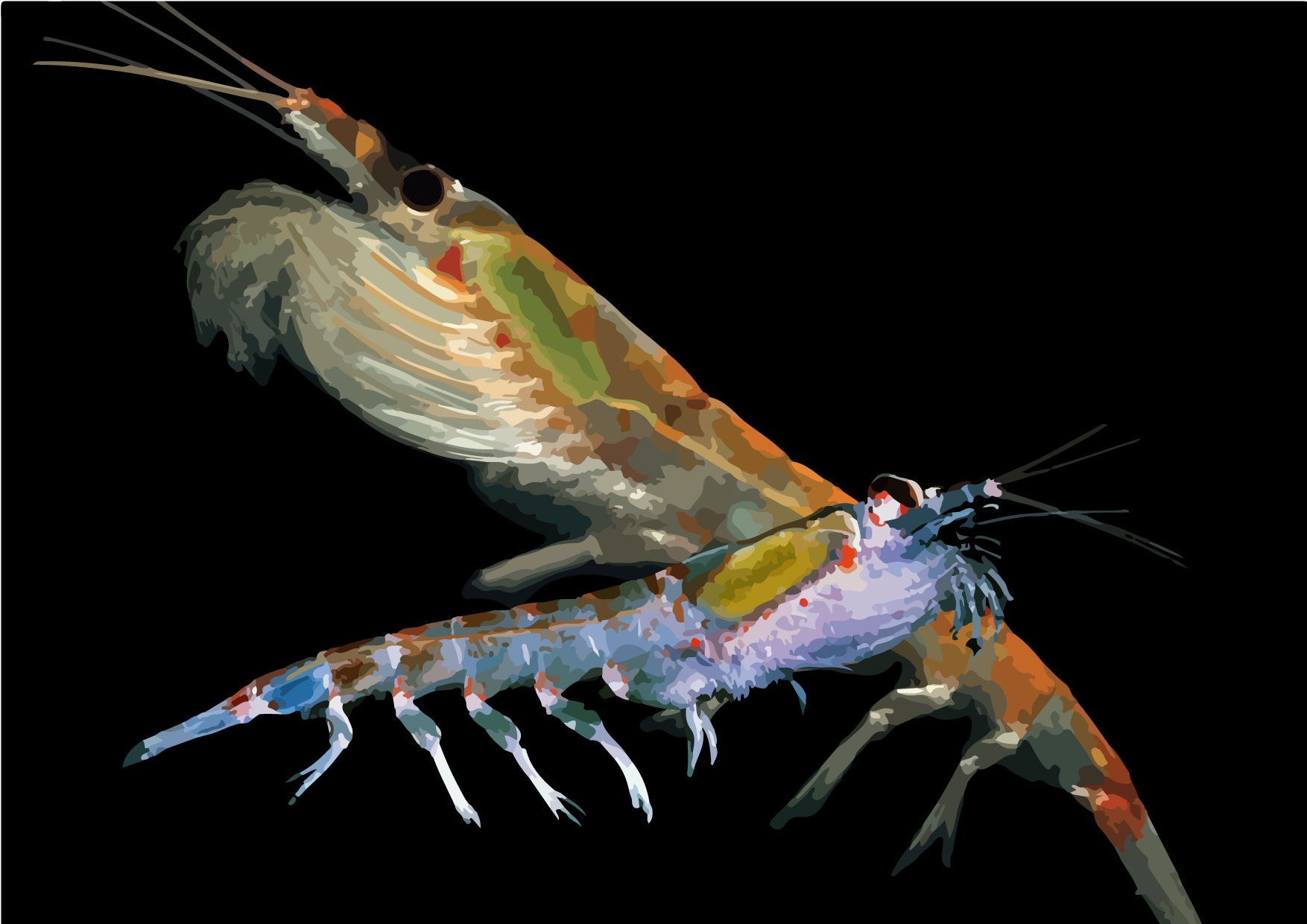 磷蝦油超夯　探索海功號遠赴南極真相