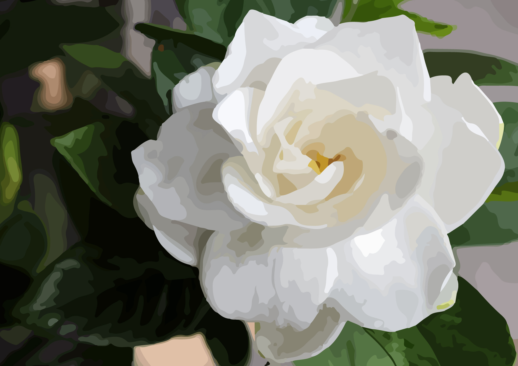 玉堂春果實入藥 有清熱、涼血功效