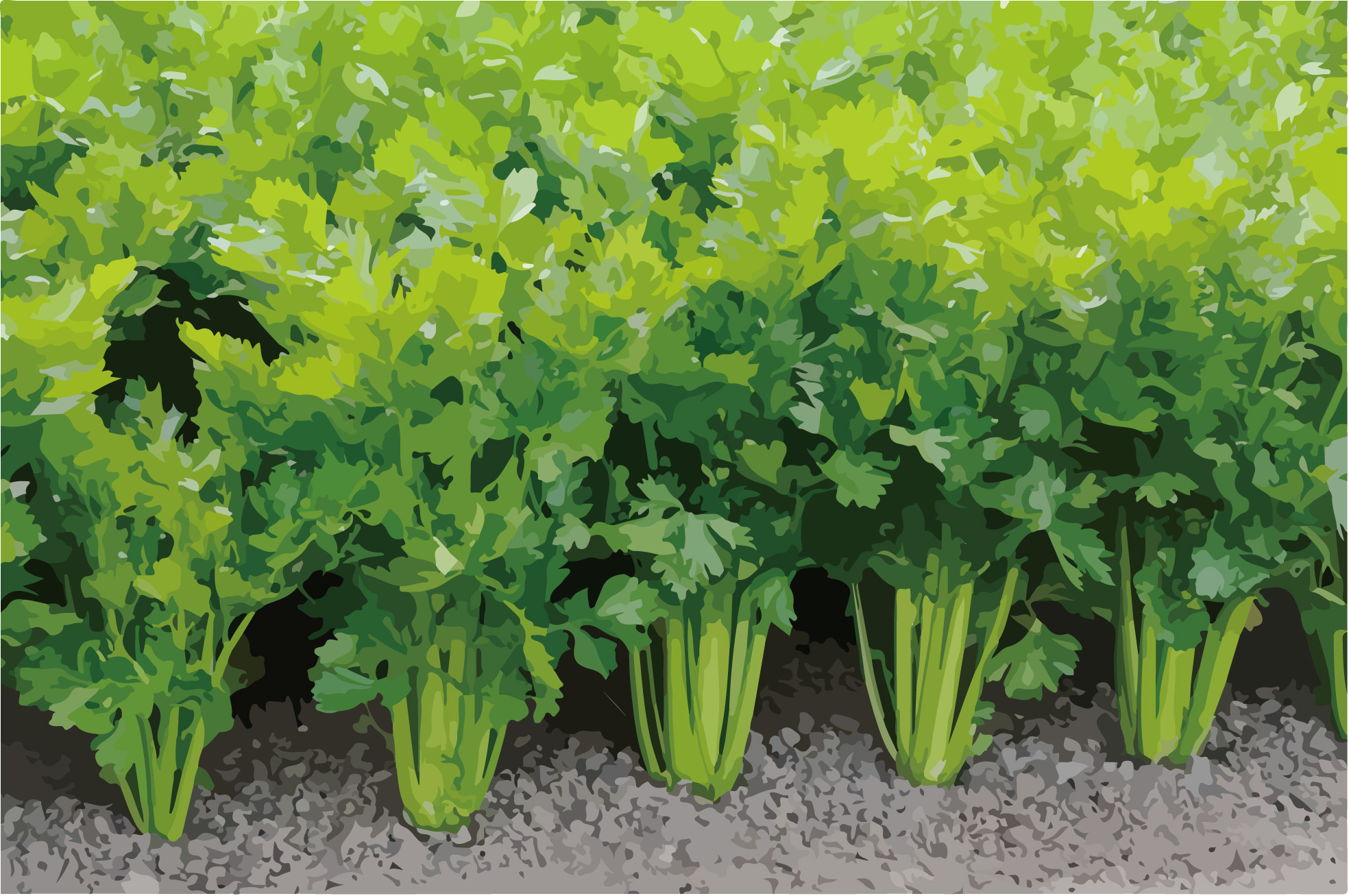 吃芹菜血壓血糖一起降， 這部位還能幫腎臟排溼毒