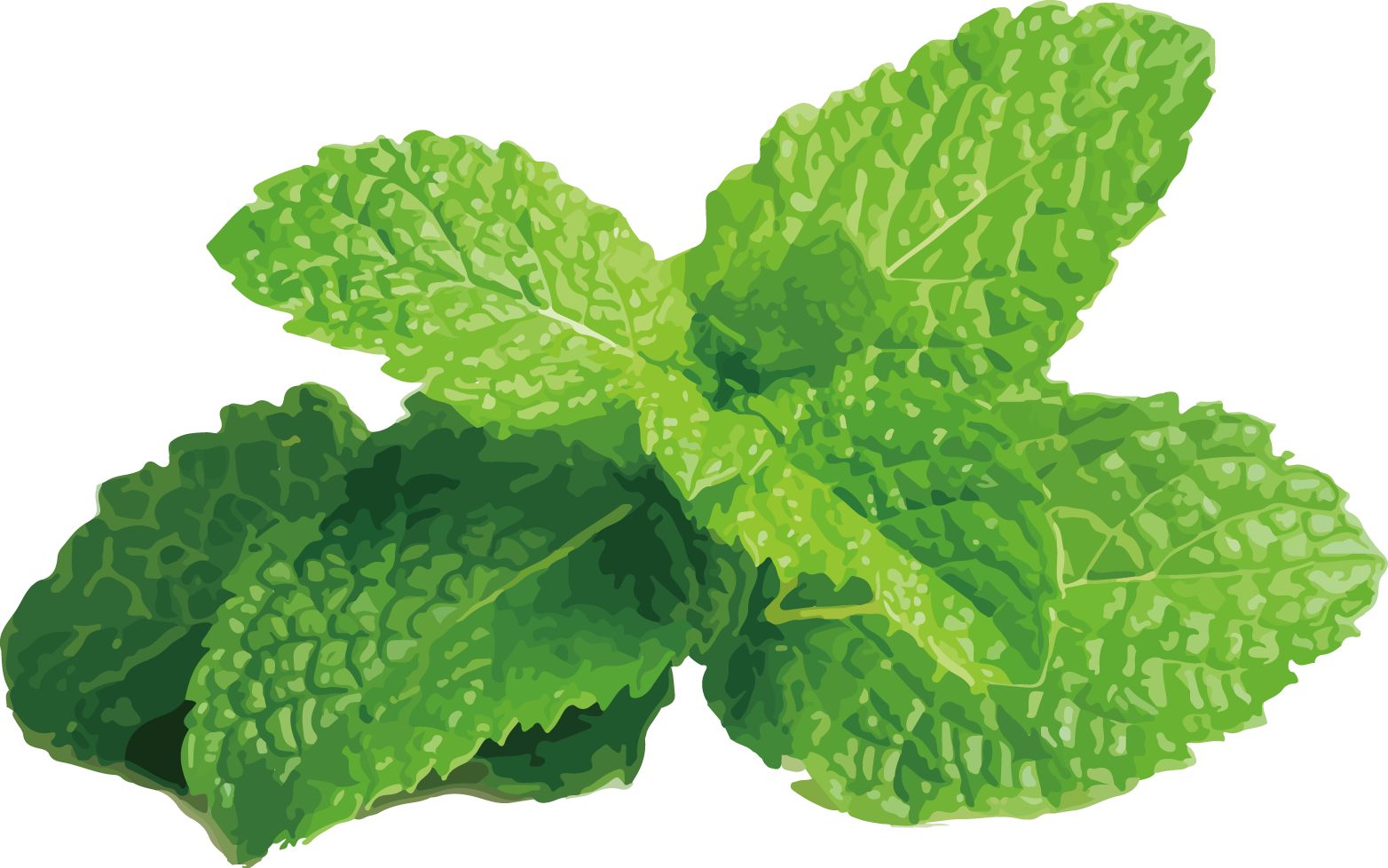 薄荷脂 (Mentha oil)