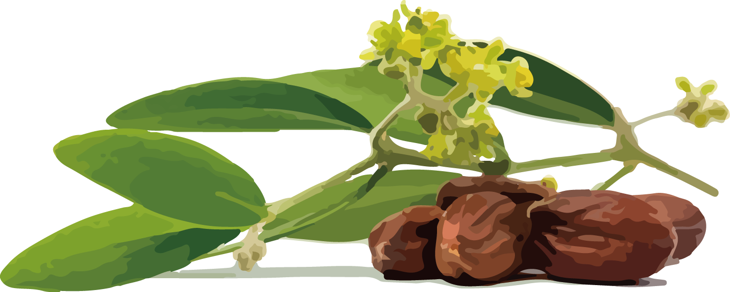 荷荷芭油 (Jojoba Oil )