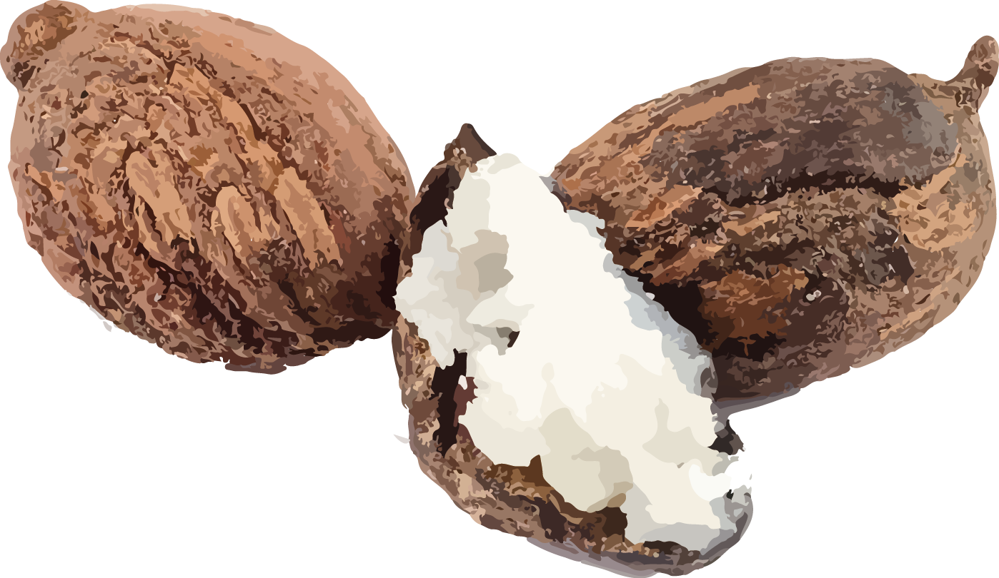 乳油木果脂 (Shea Butter)