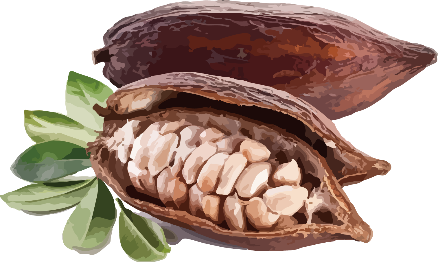 可可脂 (Cocoa Butter)