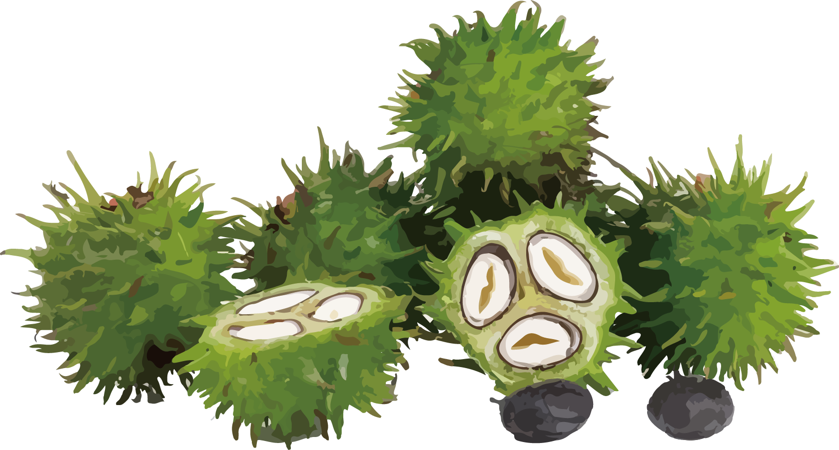 蓖麻油 (Castor Oil)