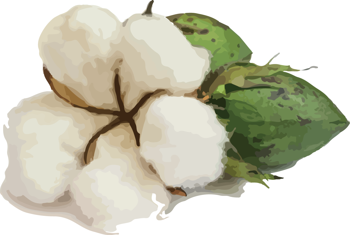 棉籽油 (Cottonseed Oil)