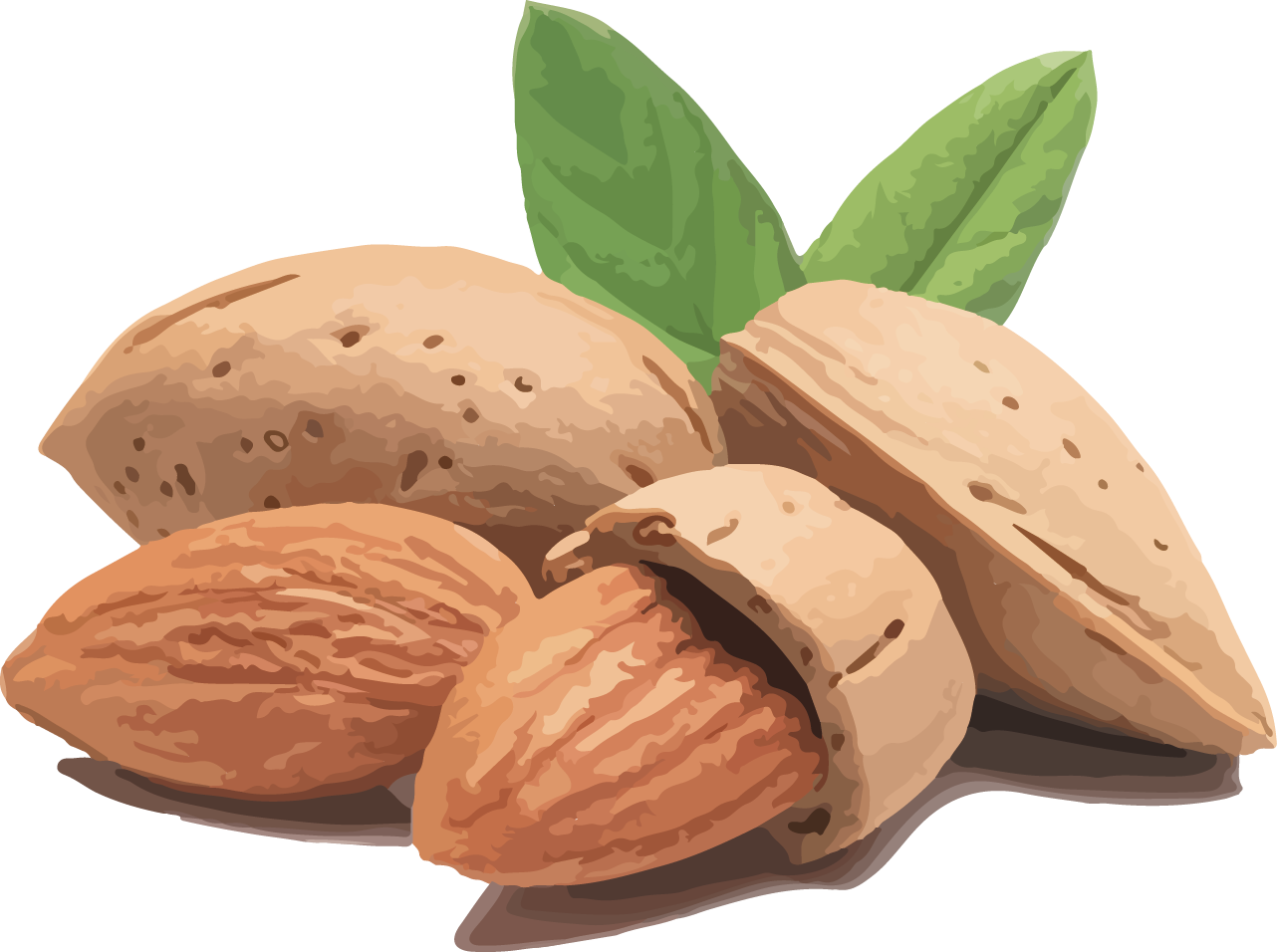 甜杏仁油 (Sweet Almond Oil)