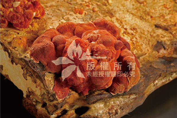 2018/05/07 真抗癌？藥師：比靈芝強200倍　可輔助癌症治療