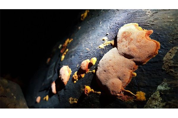 2017/11/17 牛樟芝名稱定義 協會推正名