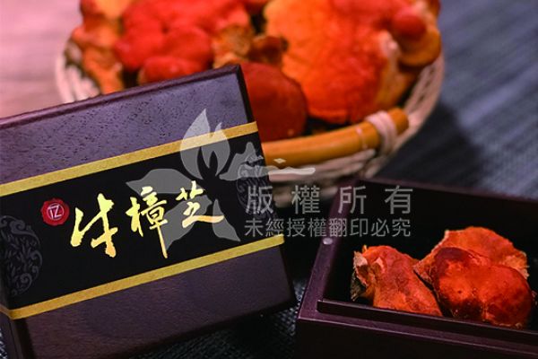 2019/12/16牛樟芝真的有神奇療效嗎？為何有的牛樟芝這麼貴？一篇文解密台灣獨有秘寶「牛樟芝」