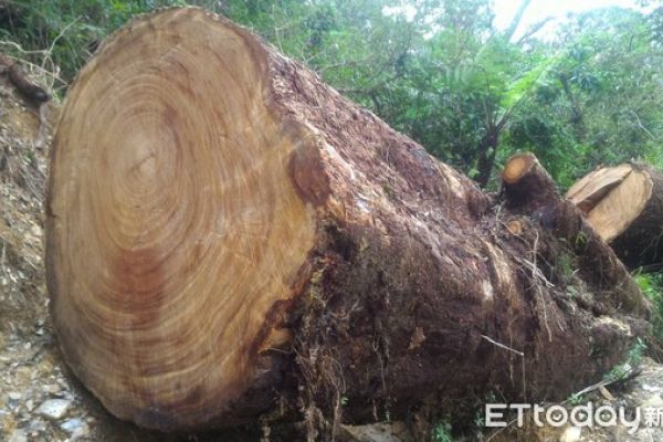 2018/05/06 年售30億！藥師建議　牛樟芝選購要看這3點